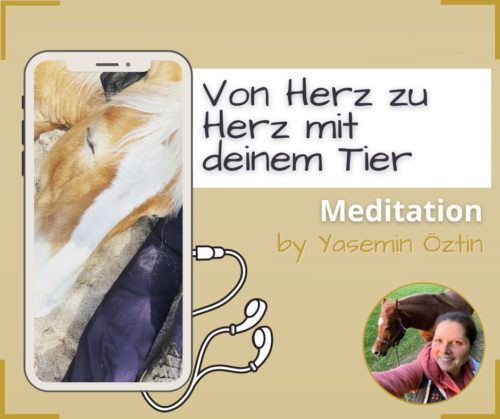 Herzensweg mit Tier Meditation