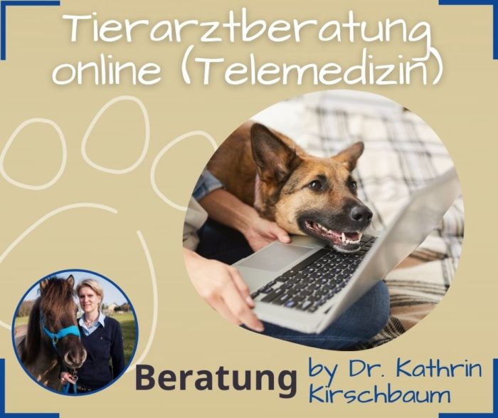 Tierarztbesuch online Telemedizin